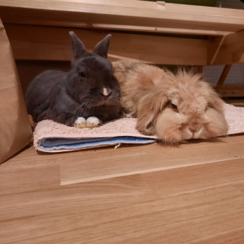 2024 02 Valentin neues Zuhause 1