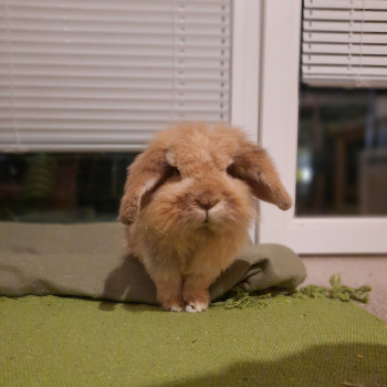 2024 02 Valentin neues Zuhause 2