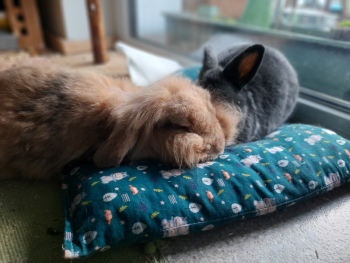 2024 02 Valentin neues Zuhause 3