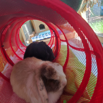 2025 07 Balu neues Zuhause 1