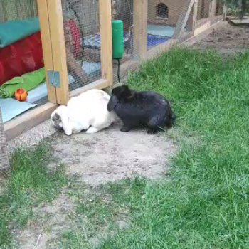 2025 07 Balu neues Zuhause 2