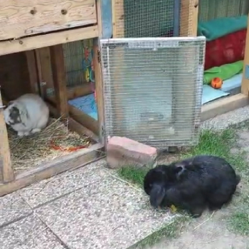 2025 07 Balu neues Zuhause 3