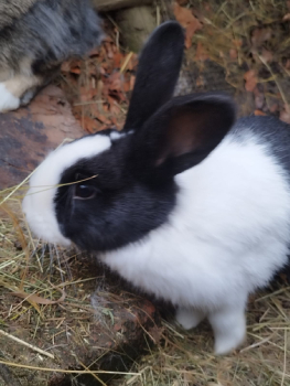 Keiko 2
