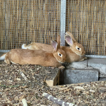 Marbo Dora neues Zuhause 1