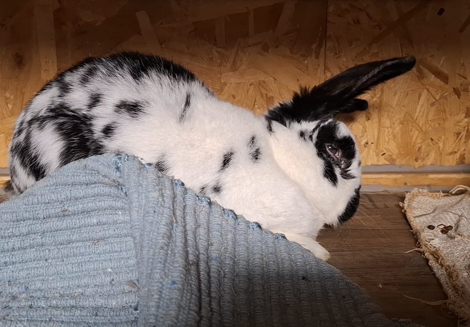 2025 11 Pünktchen 1