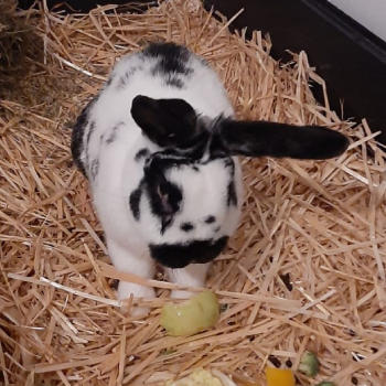 2025 11 Pünktchen 2