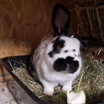 2025 11 Pünktchen 4