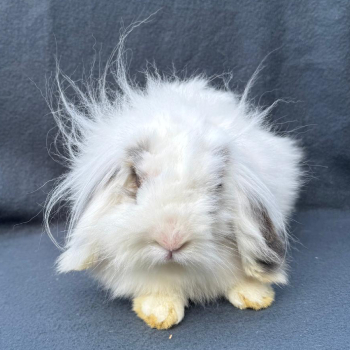 2026 02 Marshmallow 3