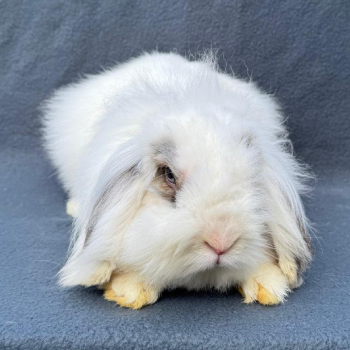 2026 02 Marshmallow 4