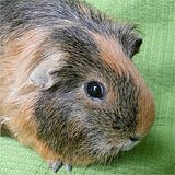 Benny Meerschweinchen kl2