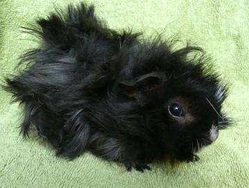 Richie Meerschweinchen1