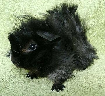 Richie Meerschweinchen3