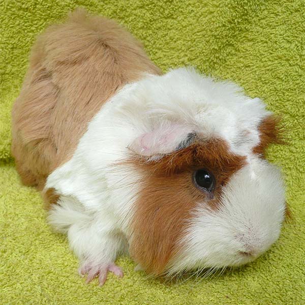 Pumuckl 1