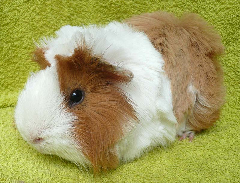 Pumuckl 2