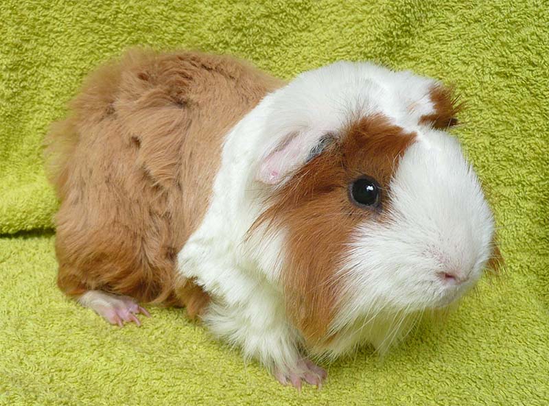 Pumuckl 3