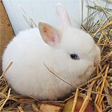 Zeruja Kaninchen kl
