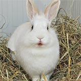 Dolce Vita Kaninchen kl