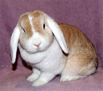 Mokokko Kaninchen2