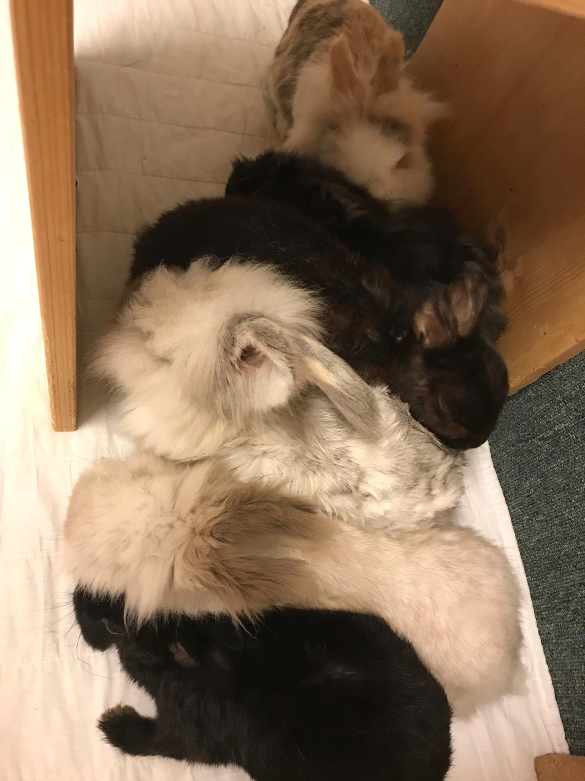 Titania Gruppenkuscheln