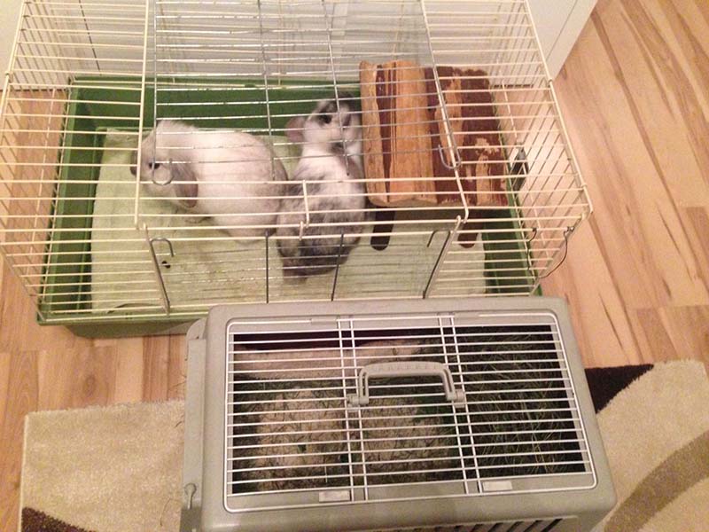 Dorie und Jenny Käfig