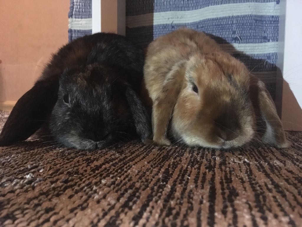 2017 Dark Glenda zuhause gefunden 1