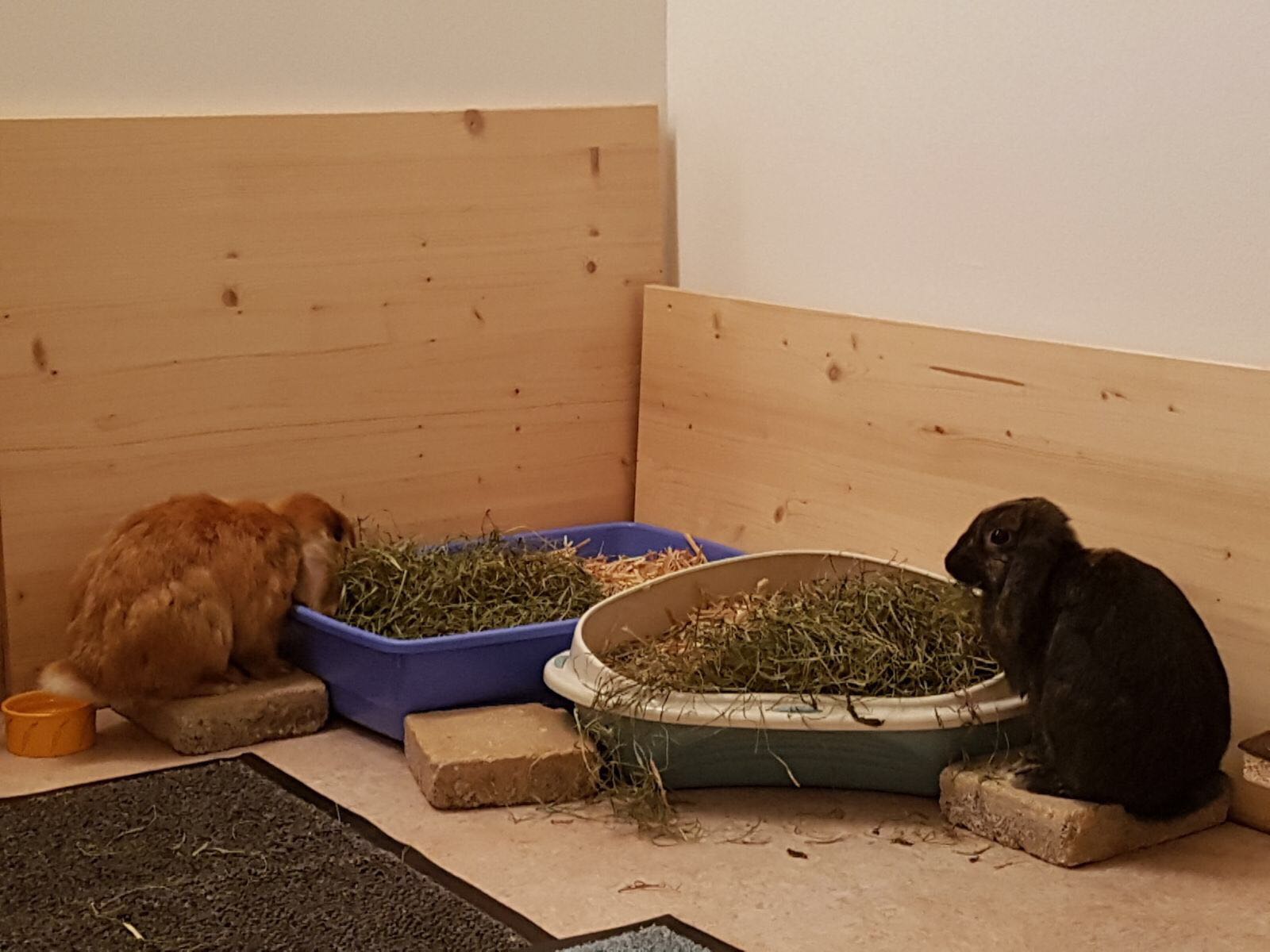 2017 Dark Glenda zuhause gefunden 2