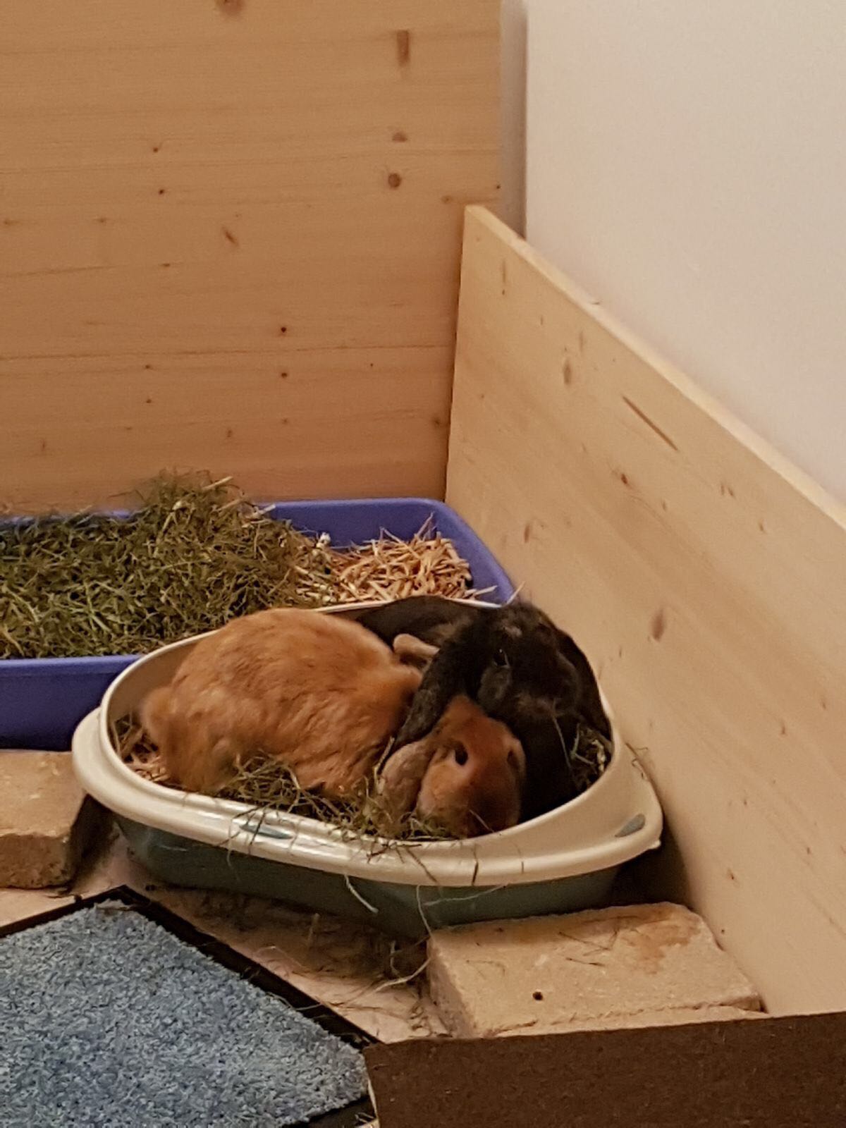 2017 Dark Glenda zuhause gefunden 3