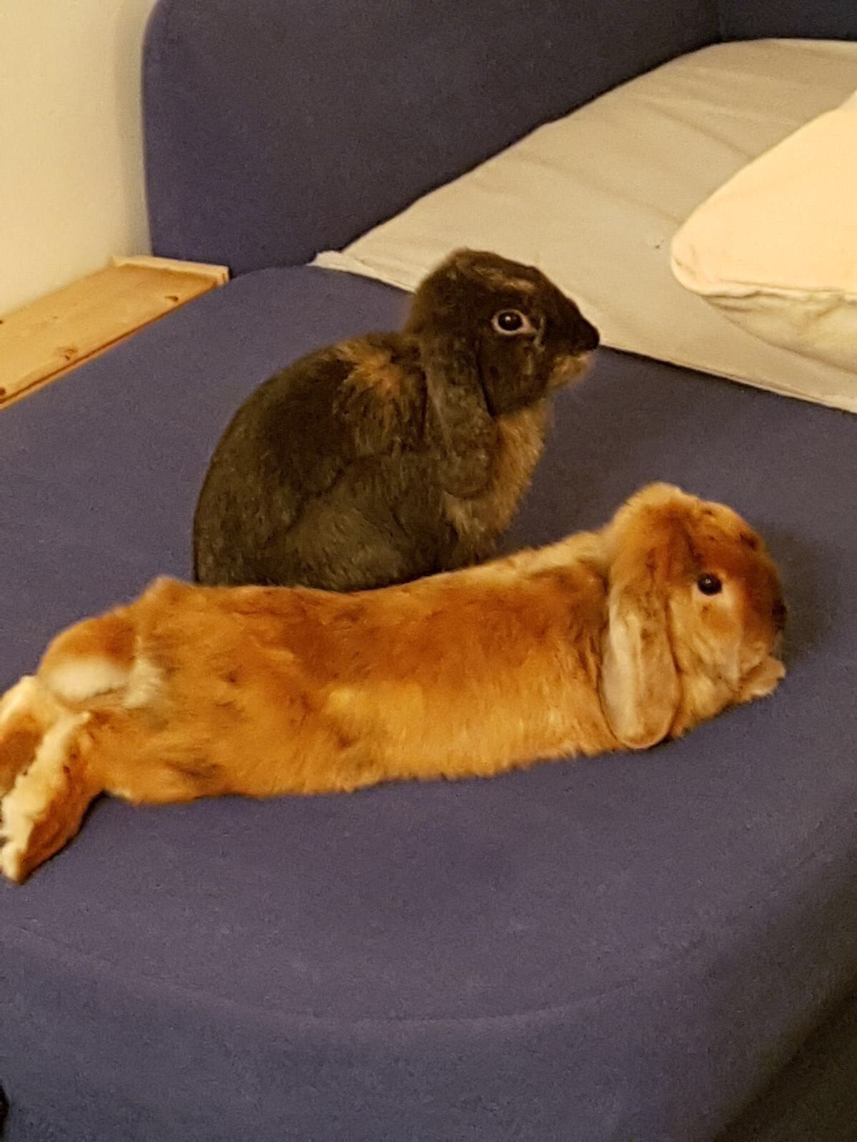 2017 Glenda zuhause gefunden 1