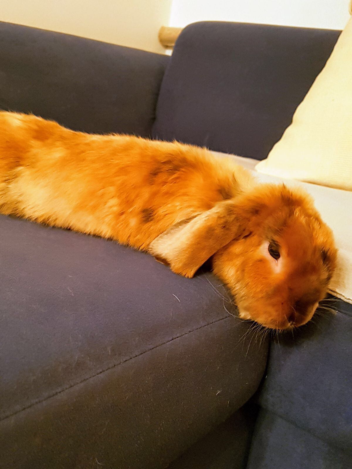 2017 Glenda zuhause gefunden 2