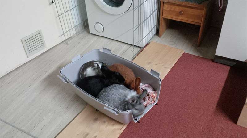 Rufus Gundula Rionna und Niklas z1