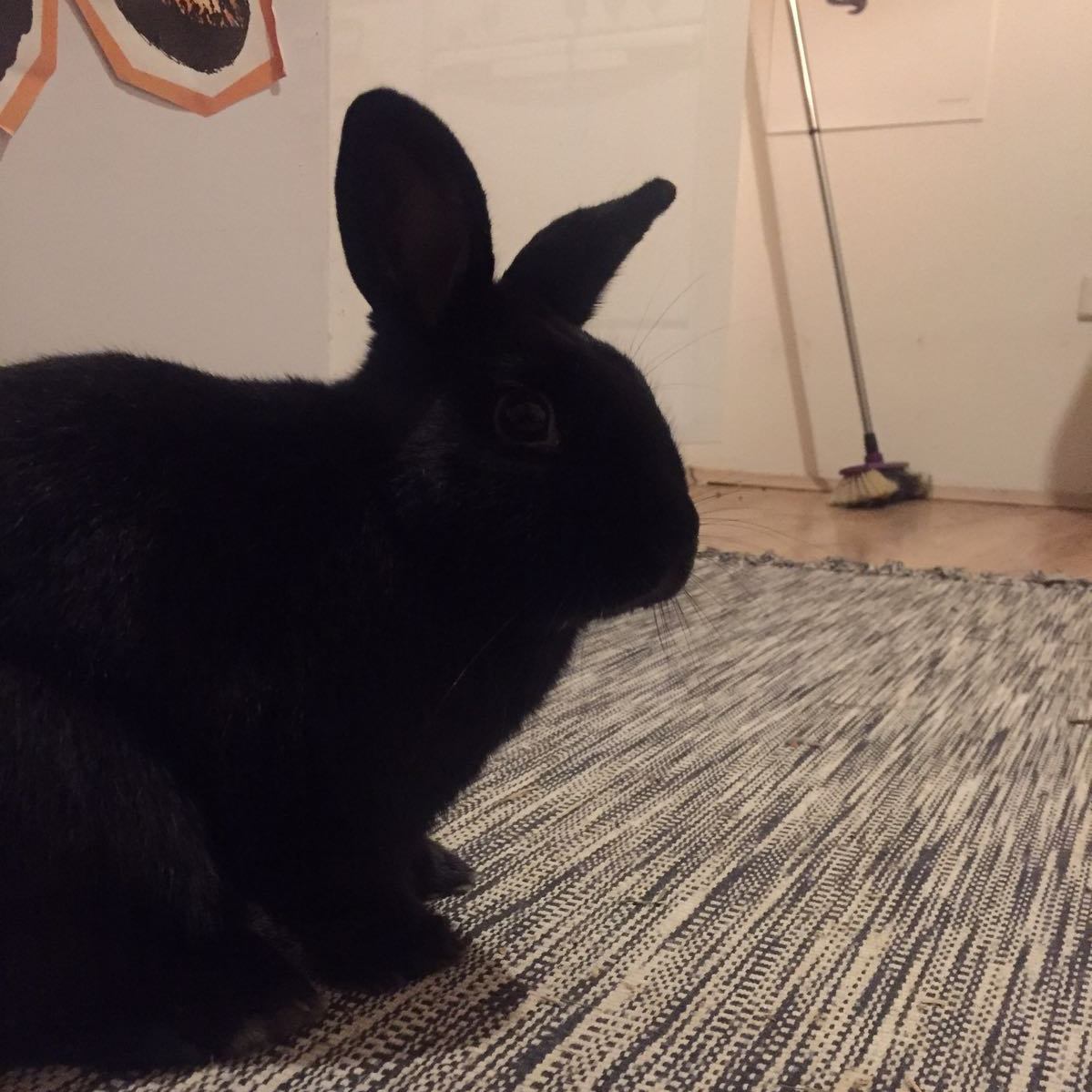 Marcella zuhause gefunden 1