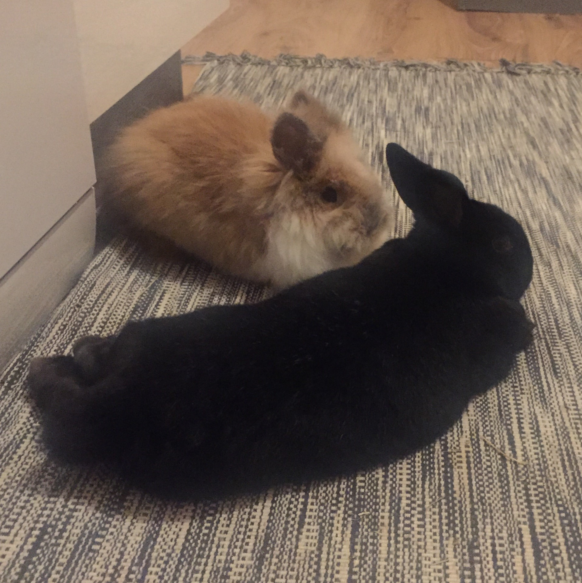 Marcella zuhause gefunden 2