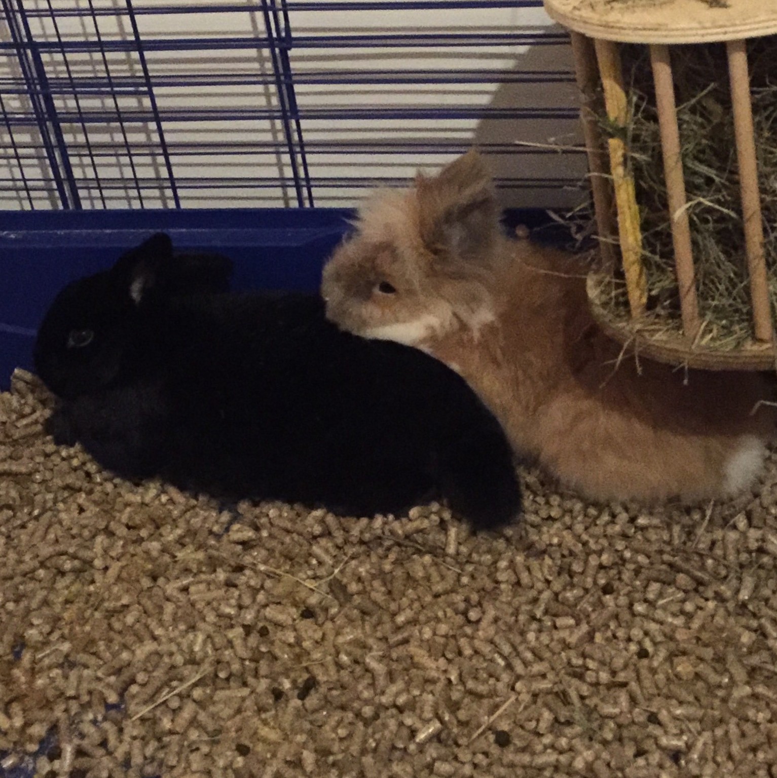 Marcella zuhause gefunden 3