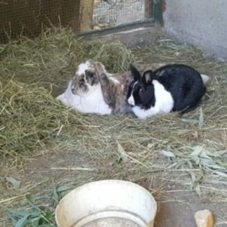 2016 08 Niki zuhause gefunden 1