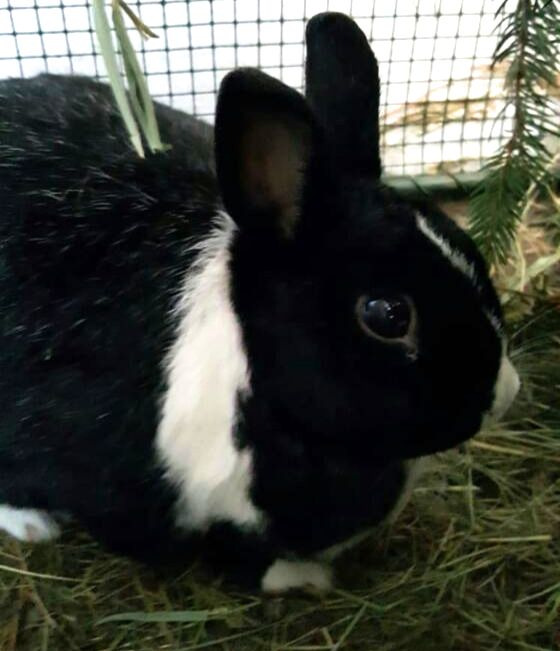 2016 08 Niki zuhause gefunden 2