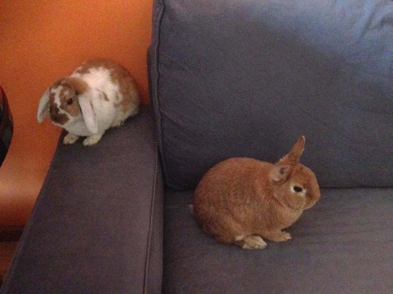 Chocolate Pumpkin z1