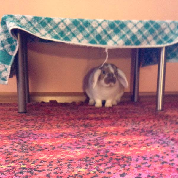 Chocolate Pumpkin z2