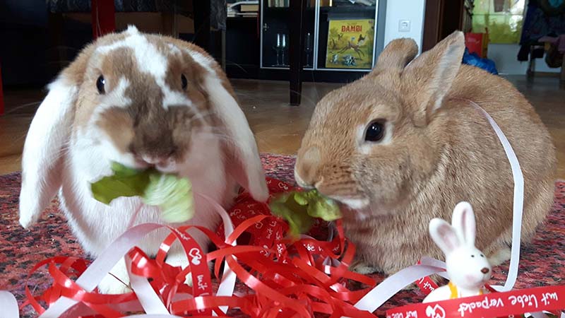 Chocolate Pumpkin z4