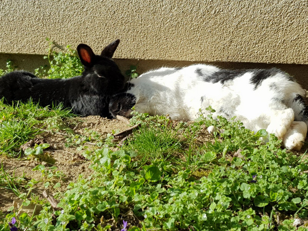 Shona zuhause gefunden