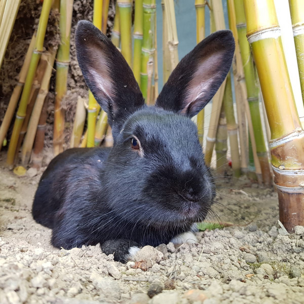 2018 06 Adara Barbalena zuhause gefunden 2