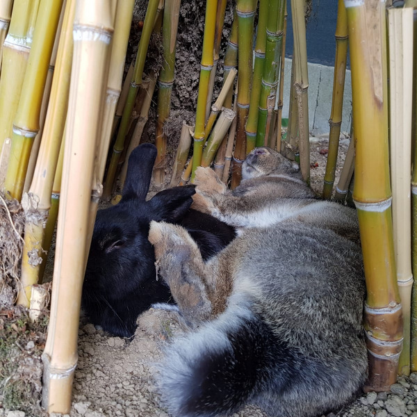 2018 06 Adara Barbalena zuhause gefunden 1