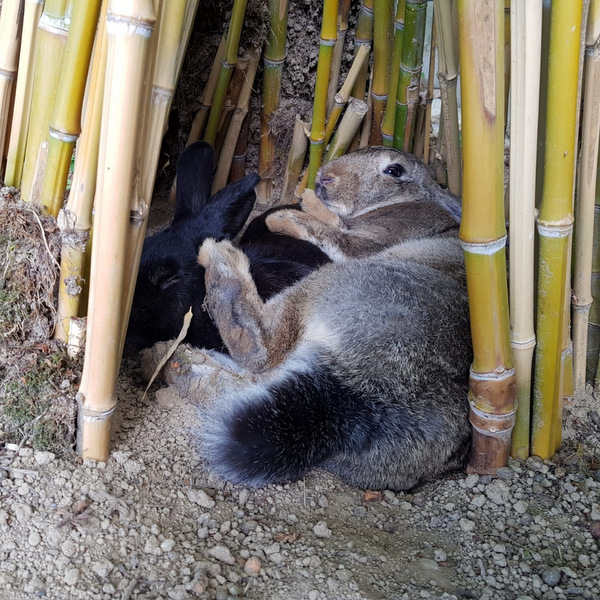 2018 06 Adara Barbalena zuhause gefunden 3