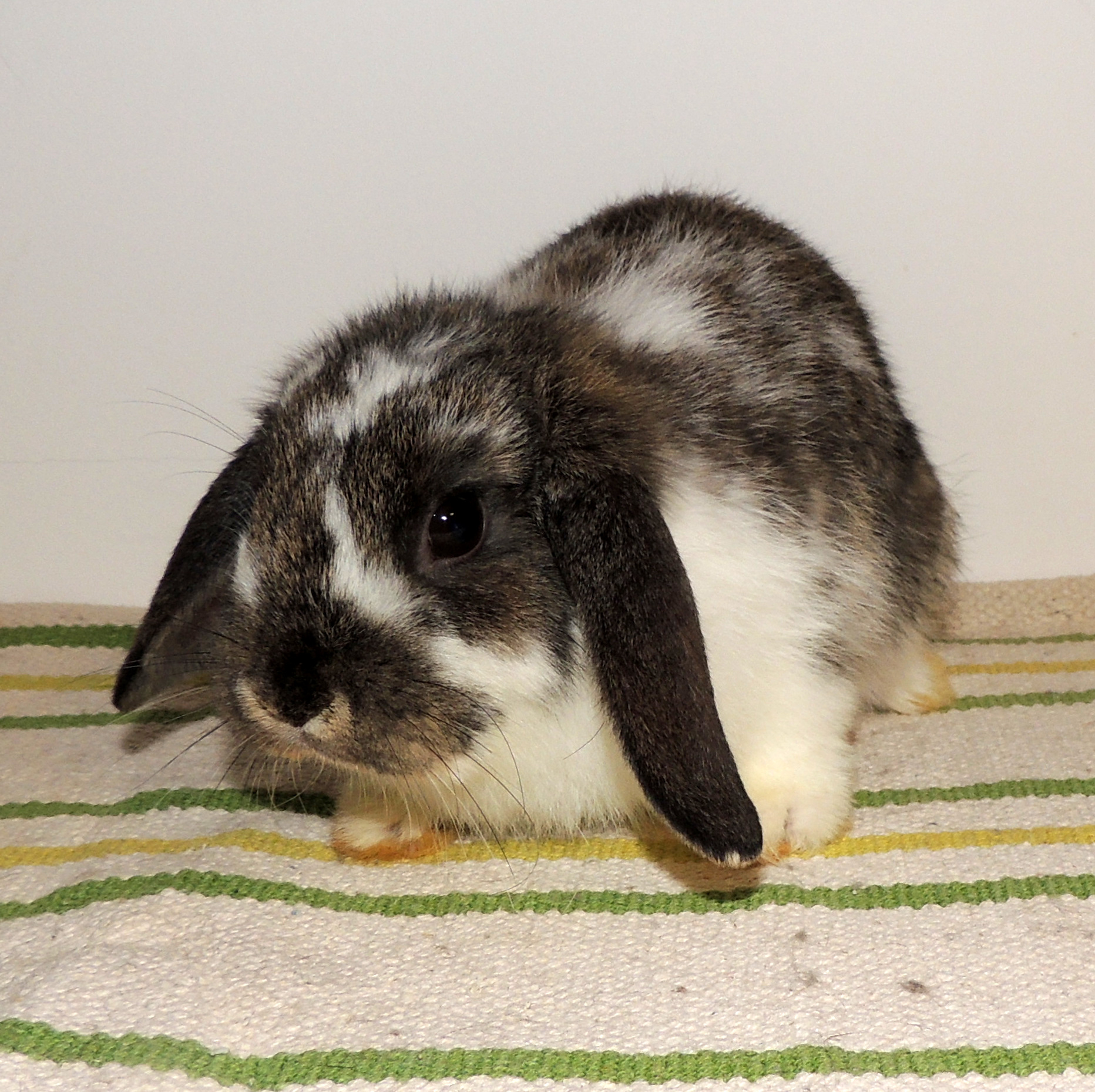 2017 12 Big Sister 1