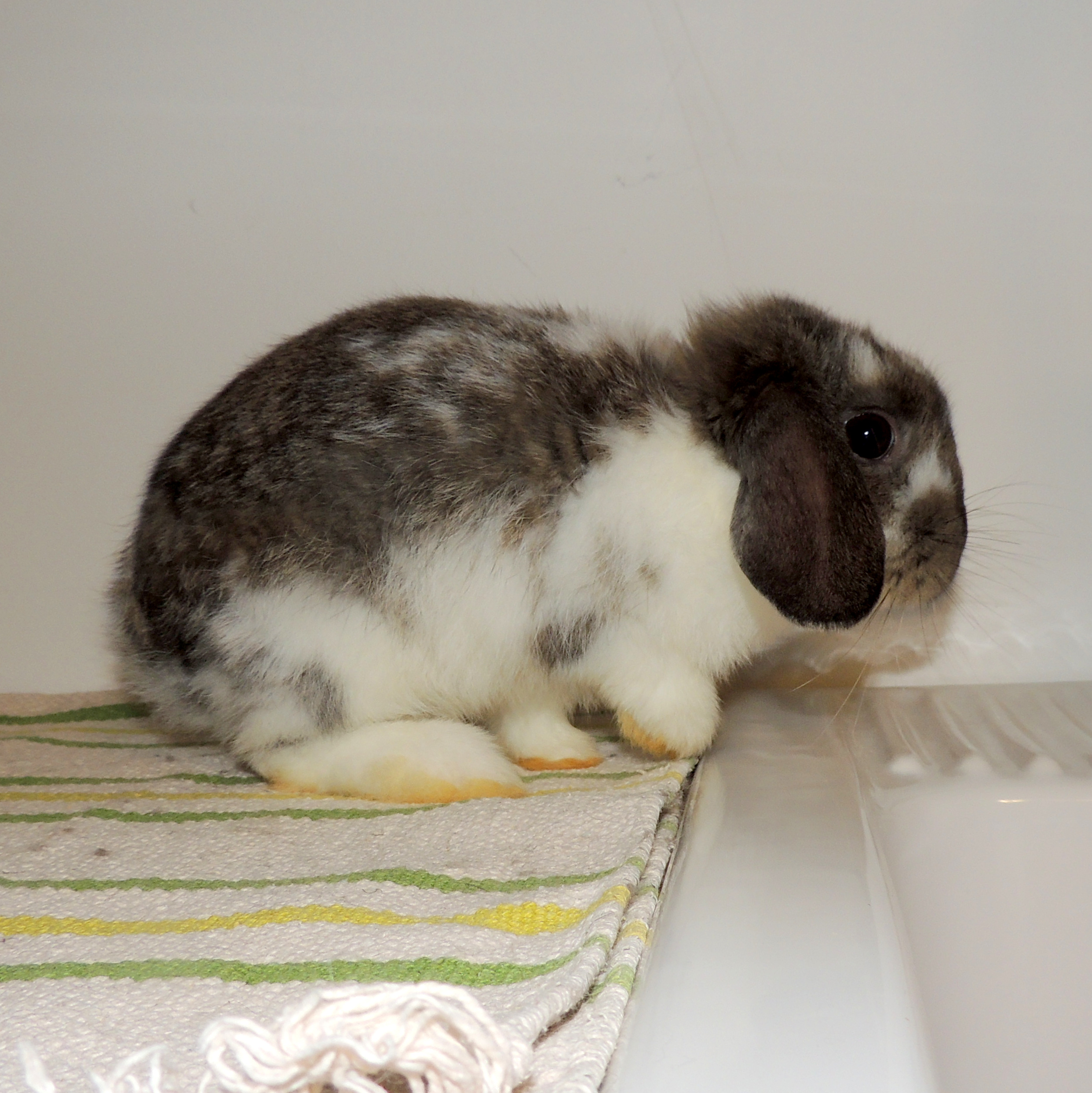 2017 12 Big Sister 2