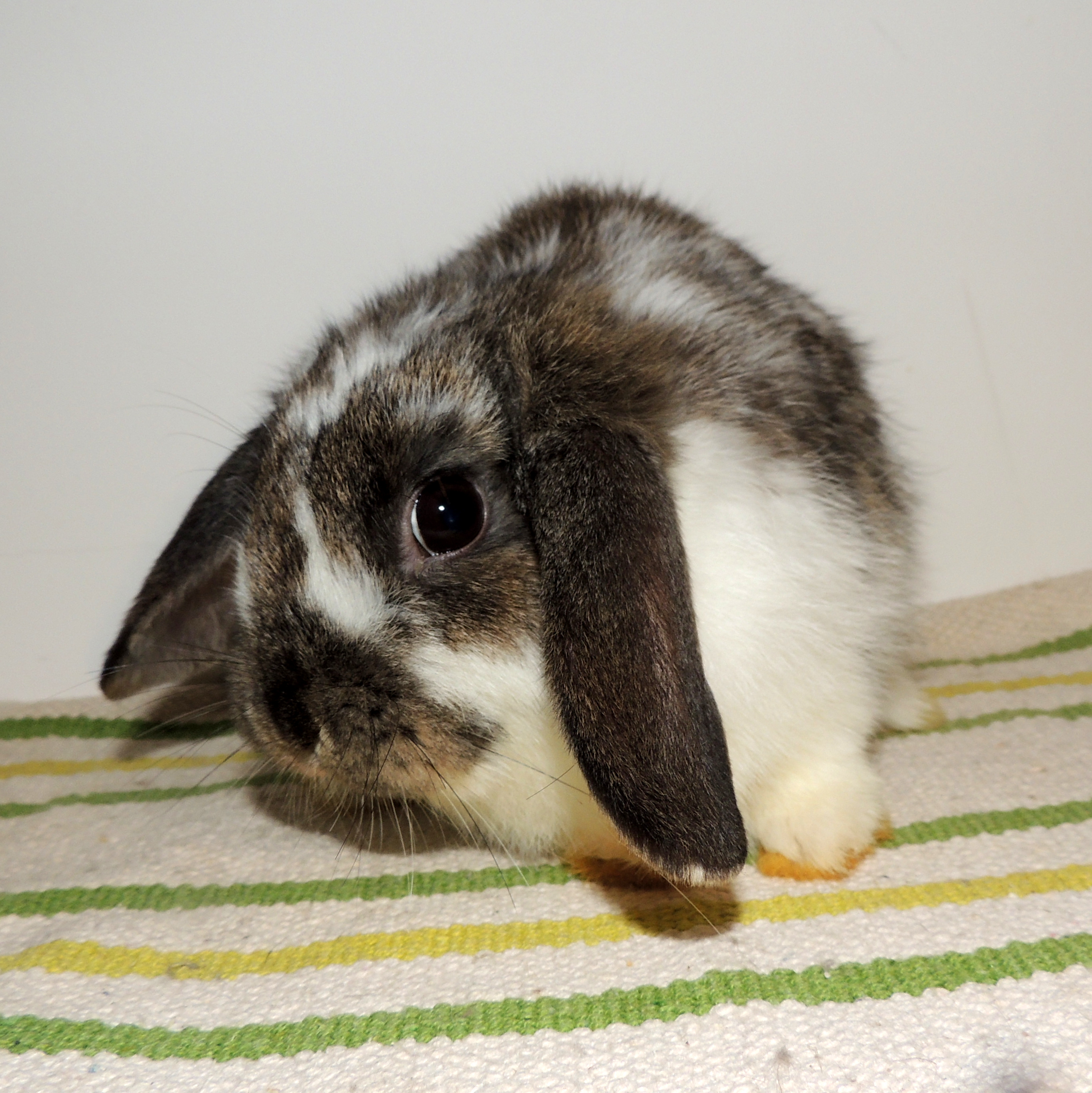 2017 12 Big Sister 3