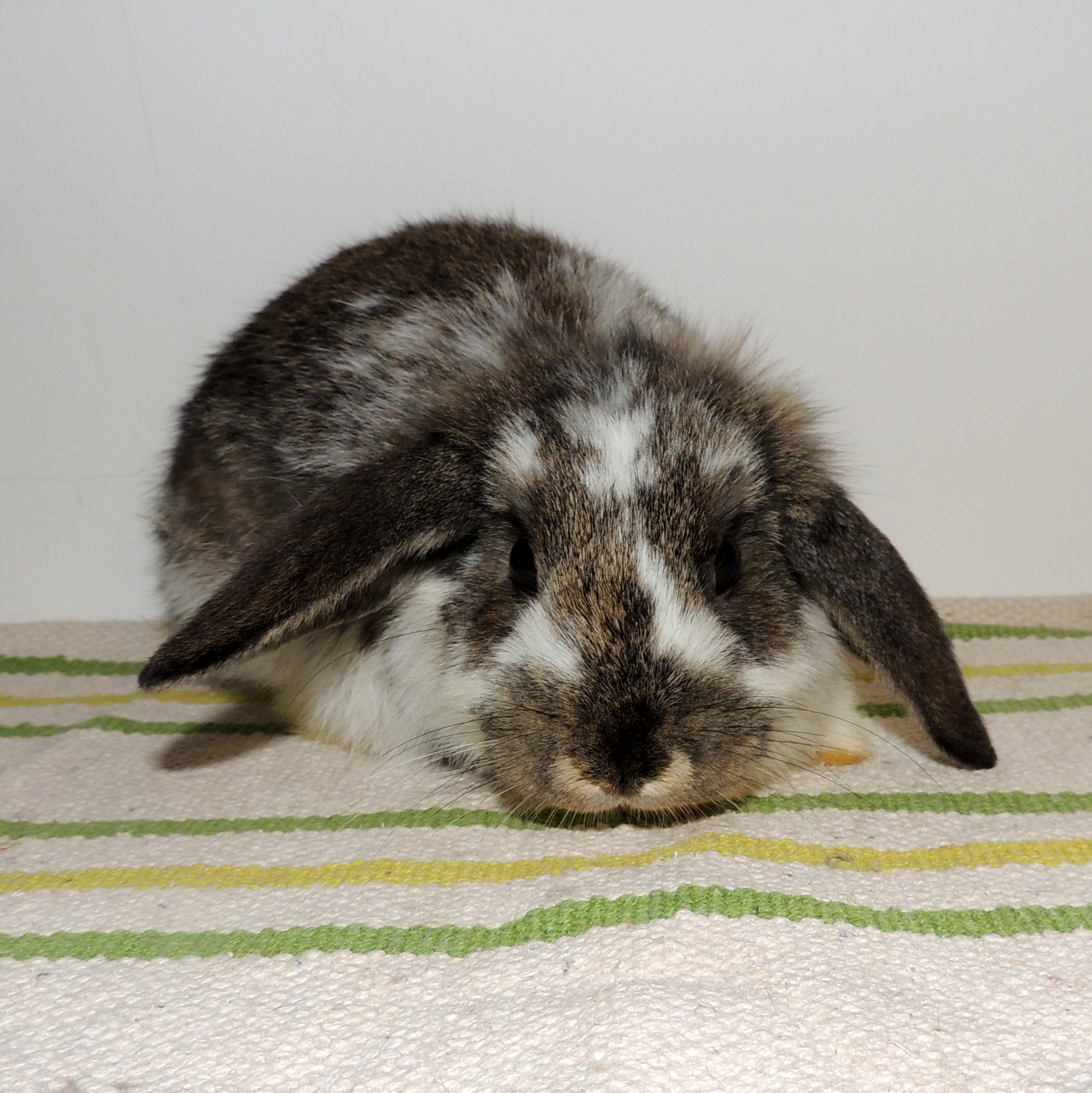 2017 12 Big Sister 4