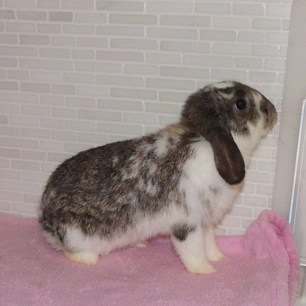 2018 03 Big Sister 2