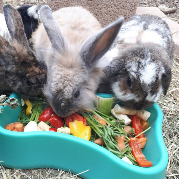 2018 06 Big Sister zuhause gefunden 1