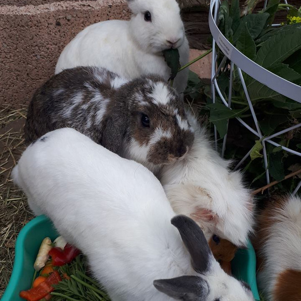 2018 06 Big Sister zuhause gefunden 2