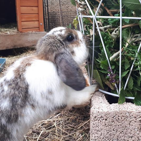 2018 06 Big Sister zuhause gefunden 3